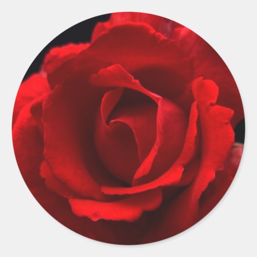 Red Rose stokcnm Ronde Sticker (Voorkant)