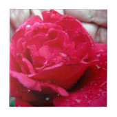 Red Rose Tegeltje (Voorkant)