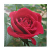 Red Rose Tegeltje (Voorkant)