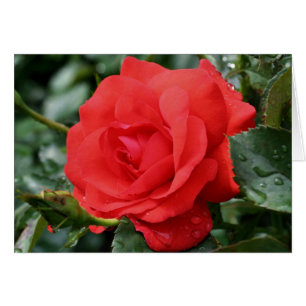 Red Rose Thorns Flower Photography Card