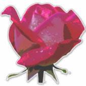 Red Rose Thunder_Cove Sticker (Voorkant)