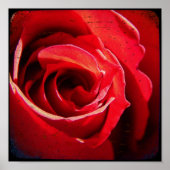Red Rose TTV Poster (Voorkant)