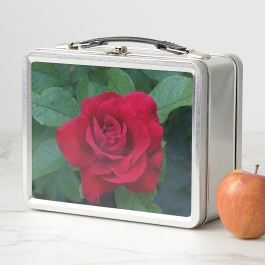 Red Rose Up Close (In situ)