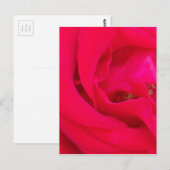 Red Rose Up Close Briefkaart (Voorkant / Achterkant)