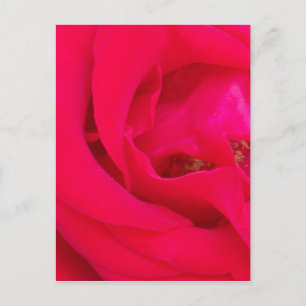 Red Rose Up Close Briefkaart