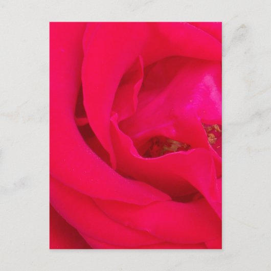 Red Rose Up Close Briefkaart (Voorkant)