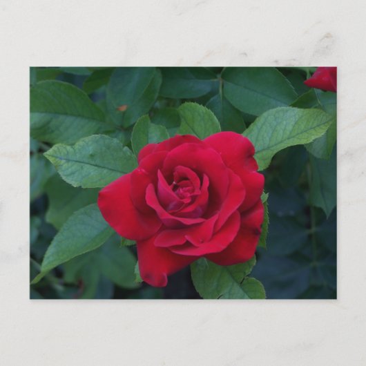 Red Rose Up Close Briefkaart (Voorkant)