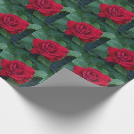 Red Rose Up Close Cadeaupapier (Hoek)