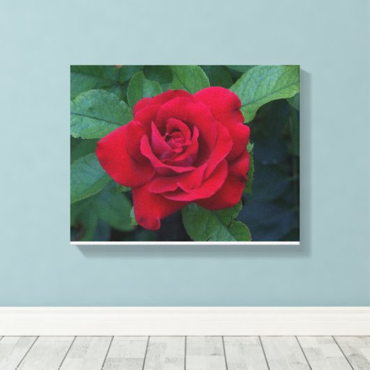 Red Rose Up Close Canvas Afdruk (Insitu (Houten vloer))