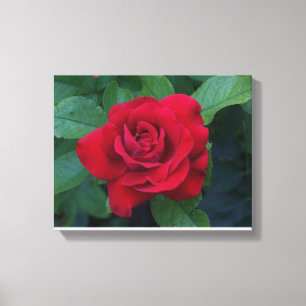 Red Rose Up Close Canvas Afdruk