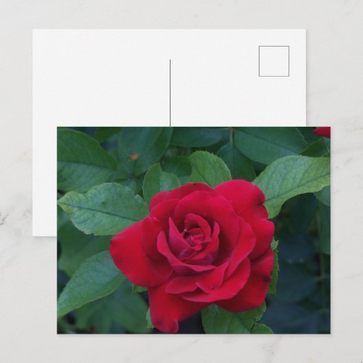 Red Rose Up Close Feestdagenkaart (Voorkant / Achterkant)