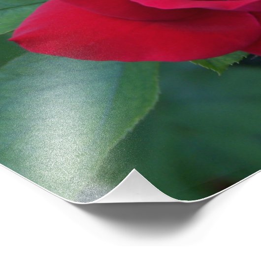 Red Rose Up Close Foto Afdruk (Hoek)