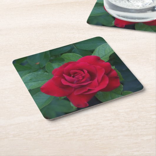 Red Rose Up Close Kartonnen Onderzetters (Schuin)