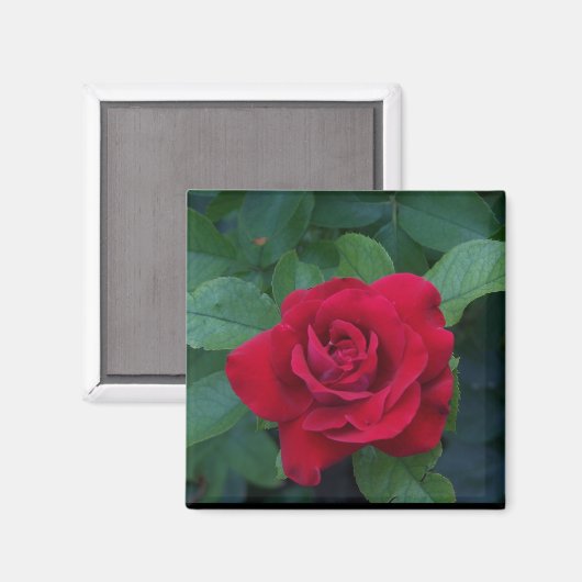 Red Rose Up Close Magneet (Voorkant / Achterkant)