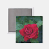 Red Rose Up Close Magneet (Voorkant / Achterkant)