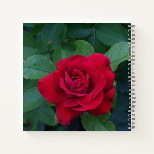 Red Rose Up Close Notitieboek (Achterkant)