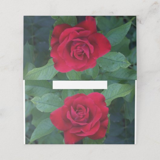 Red Rose Up Close Plaatskaartje (Buitenkant ongevouwen)