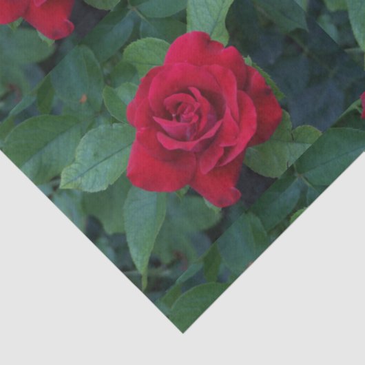 Red Rose Up Close Tissuepapier (Detail)