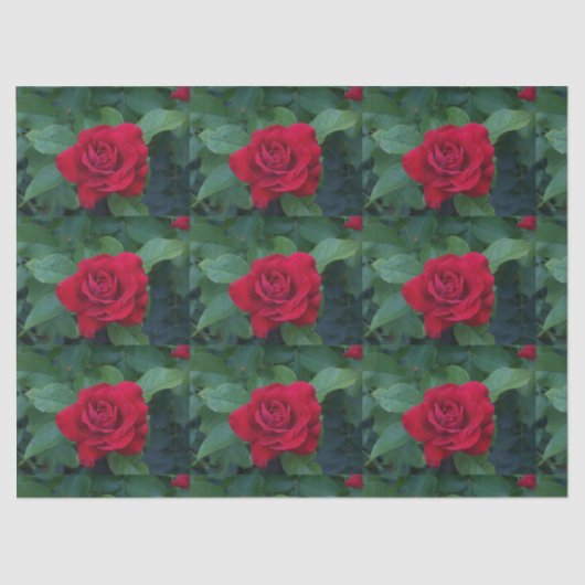 Red Rose Up Close Tissuepapier (Voorkant)
