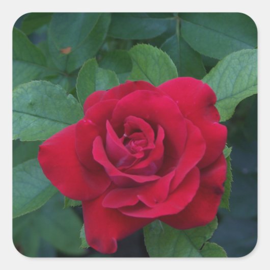 Red Rose Up Close Vierkante Sticker (Voorkant)
