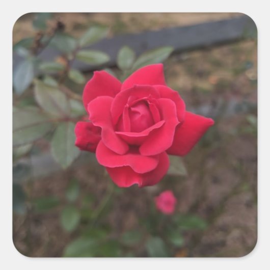 Red Rose Vierkante Sticker (Voorkant)