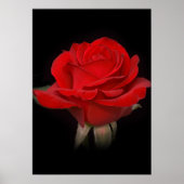 Red Rose voor jou Poster (Voorkant)