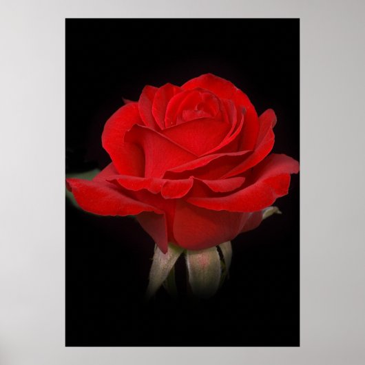 Red Rose voor jou Poster (Voorkant)