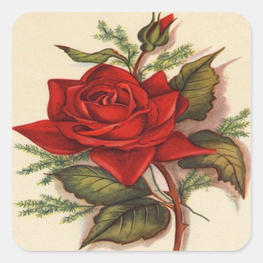 , Red Rose, Vrouw Verjaardag Vierkante Sticker (Voorkant)