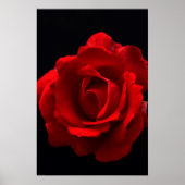 Red Rose wapcna Poster (Voorkant)