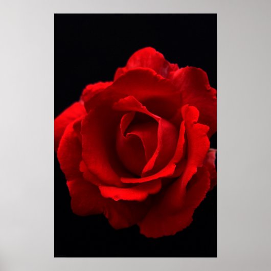 Red Rose wapm Poster (Voorkant)