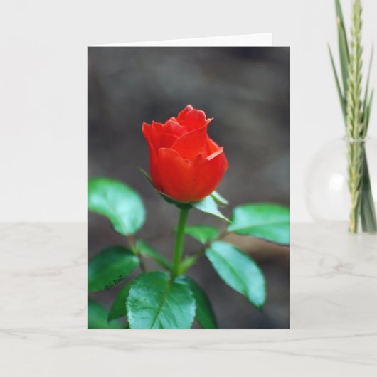Red Rose wenskaart leeg van binnen Kaart (Voorkant)