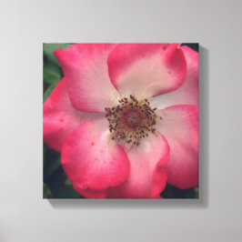 Red Rose Wrapped Canvas