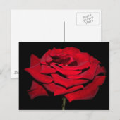Red Rose - zwart Briefkaart (Voorkant / Achterkant)