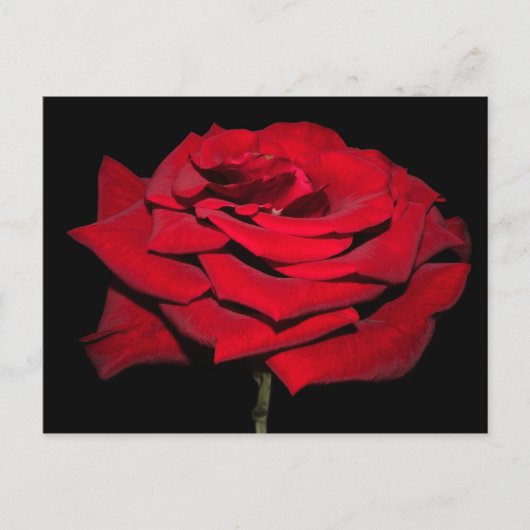 Red Rose - zwart Briefkaart (Voorkant)