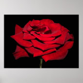 Red Rose - zwart Poster (Voorkant)