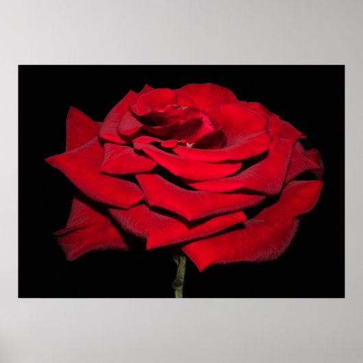 Red Rose - zwart Poster (Voorkant)