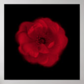 Red Rose. Zwarte achtergrond. Poster (Voorkant)