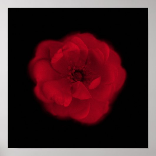 Red Rose. Zwarte achtergrond. Poster (Voorkant)