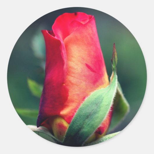 Red Rosebud Flower Ronde Sticker (Voorkant)