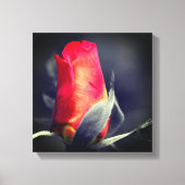 Red Rosebud partiële kleur Canvas Afdruk (Voorkant)
