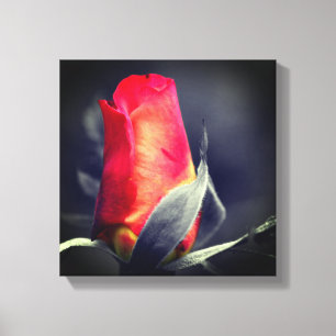 Red Rosebud partiële kleur Canvas Afdruk