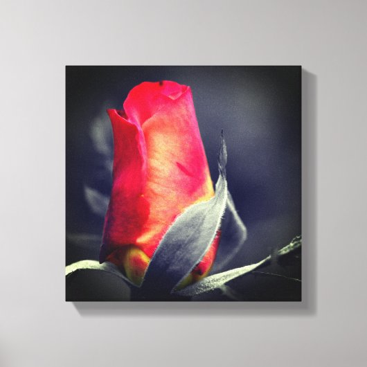 Red Rosebud partiële kleur Canvas Afdruk (Voorkant)