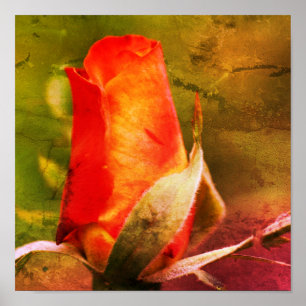 Red Rosebud sluit Abstracte grunge dicht Poster
