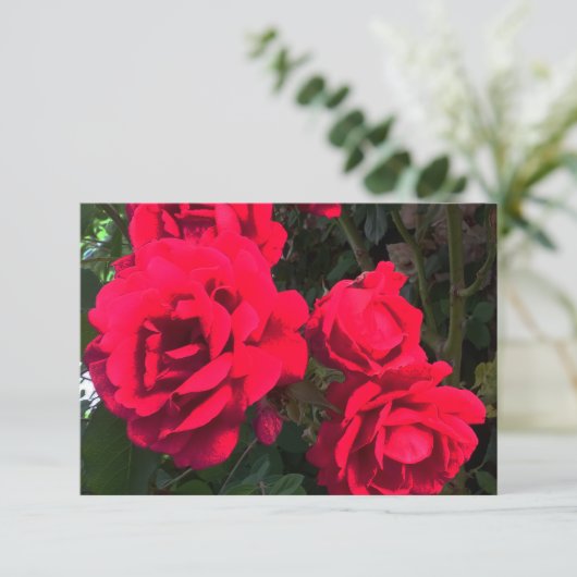 Red Roses Blooming Bedankkaart (Staand voorkant)