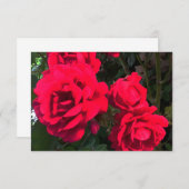 Red Roses Blooming Bedankkaart (Voorkant / Achterkant)
