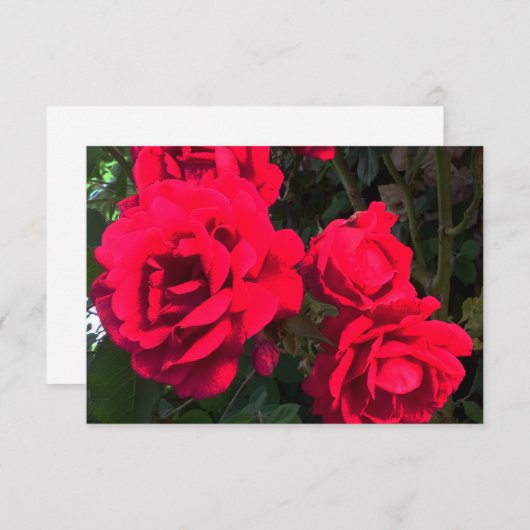 Red Roses Blooming Bedankkaart (Voorkant / Achterkant)