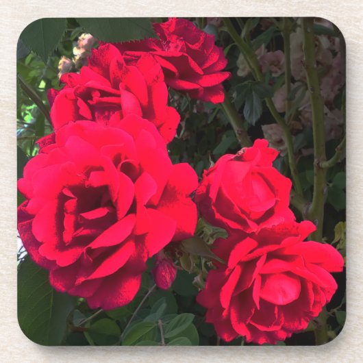 Red Roses Blooming Bier Onderzetter (Voorkant)
