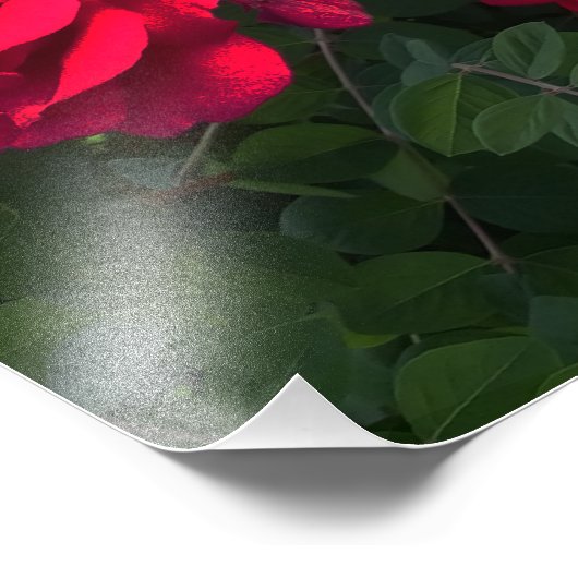 Red Roses Blooming Foto Afdruk (Hoek)