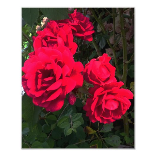 Red Roses Blooming Foto Afdruk (Voorkant)