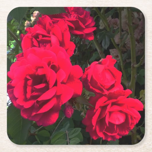 Red Roses Blooming Kartonnen Onderzetters (Voorkant)